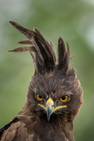 Africa-Tanzania-Ngorongoro Conservation Area-Long- Crested Eagle